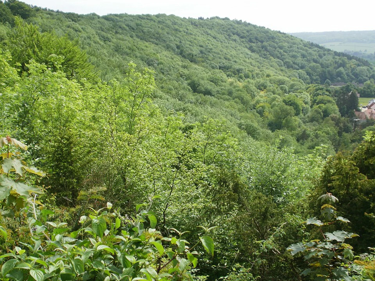 An image depicting the trail Haddington Hill and Boddington Hill Loop and its surrounding area.