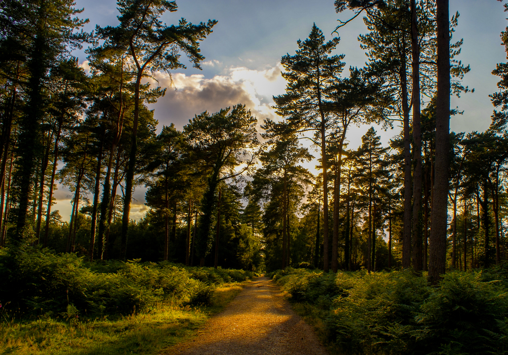 An image depicting the trail New Forest National Park and its surrounding area.