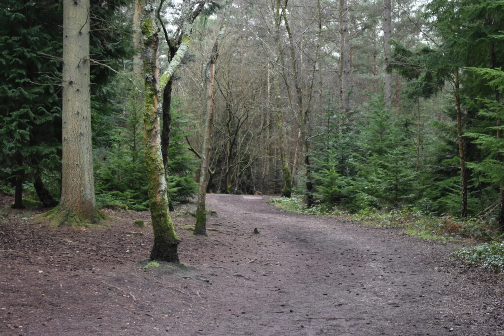An image depicting the trail Rams Down adn Ramsdown Plantation Loop and its surrounding area.