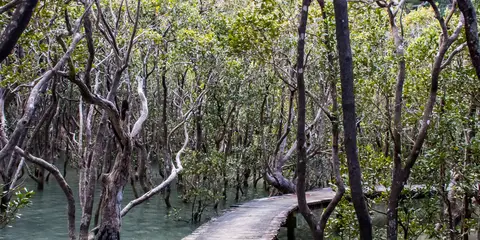 An image depicting the trail Paihia to Opua Walkway and its surrounding area.