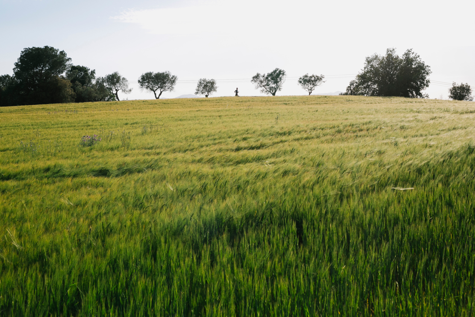 An image depicting the trail Puig d'Arques Trail PR C 103 and its surrounding area.