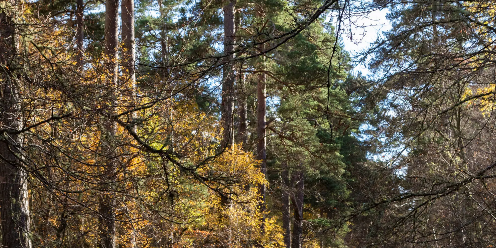 An image depicting the trail Grantown and Spey Loop via Speyside Way and its surrounding area.