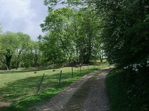An image depicting the trail Charlton Forest and Woolavington Down Loop and its surrounding area.