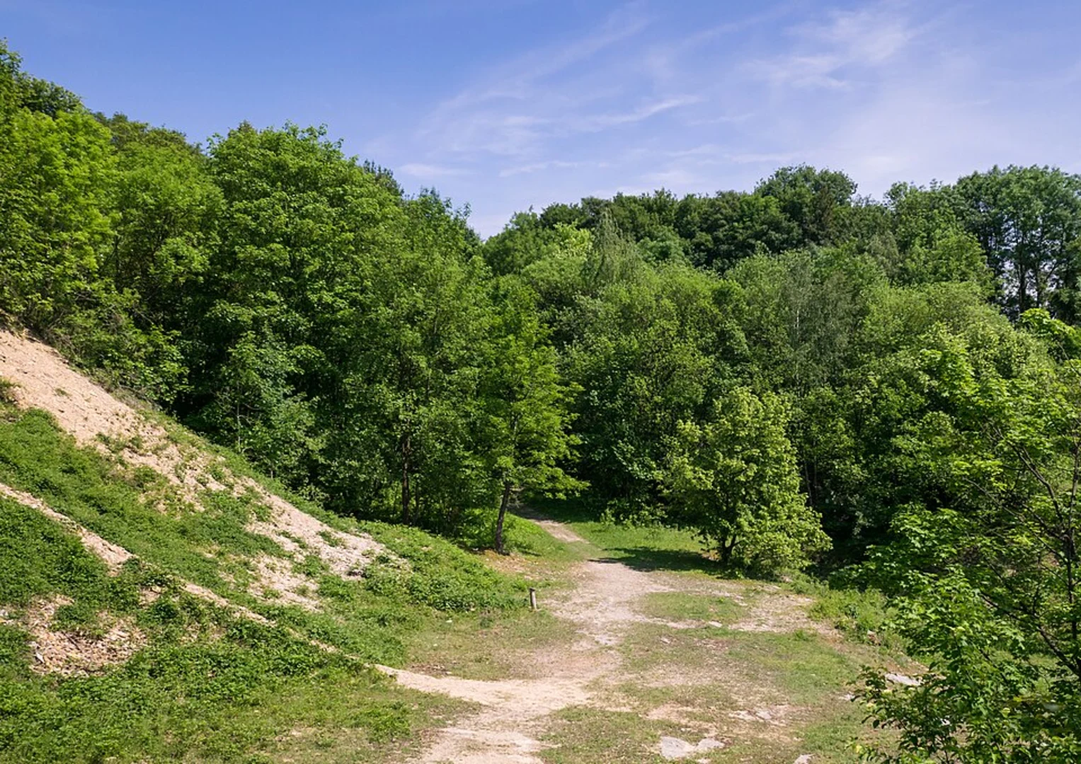 An image depicting the trail Westerberg Loop via Biesterfeldweg and its surrounding area.