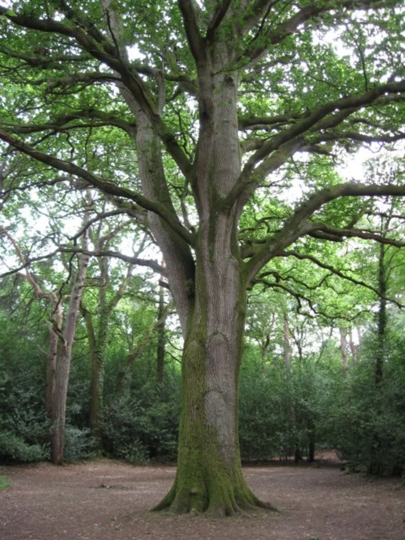 An image depicting the trail Delph Woods and Dunyeats Hill Nature Reserve via Castleman Trail and its surrounding area.