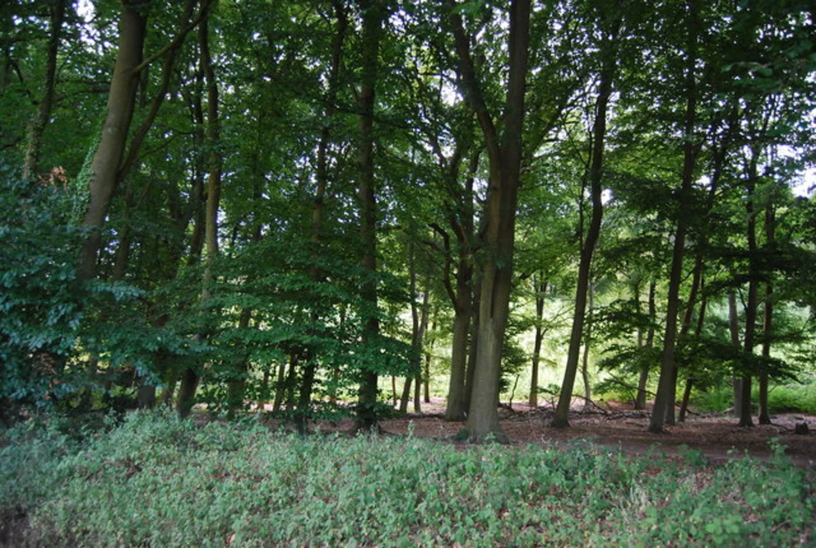 An image depicting the trail Chantry Wood and its surrounding area.