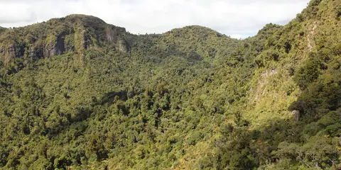 An image depicting the trail Pirongia Summit - Mahaukura Track and its surrounding area.