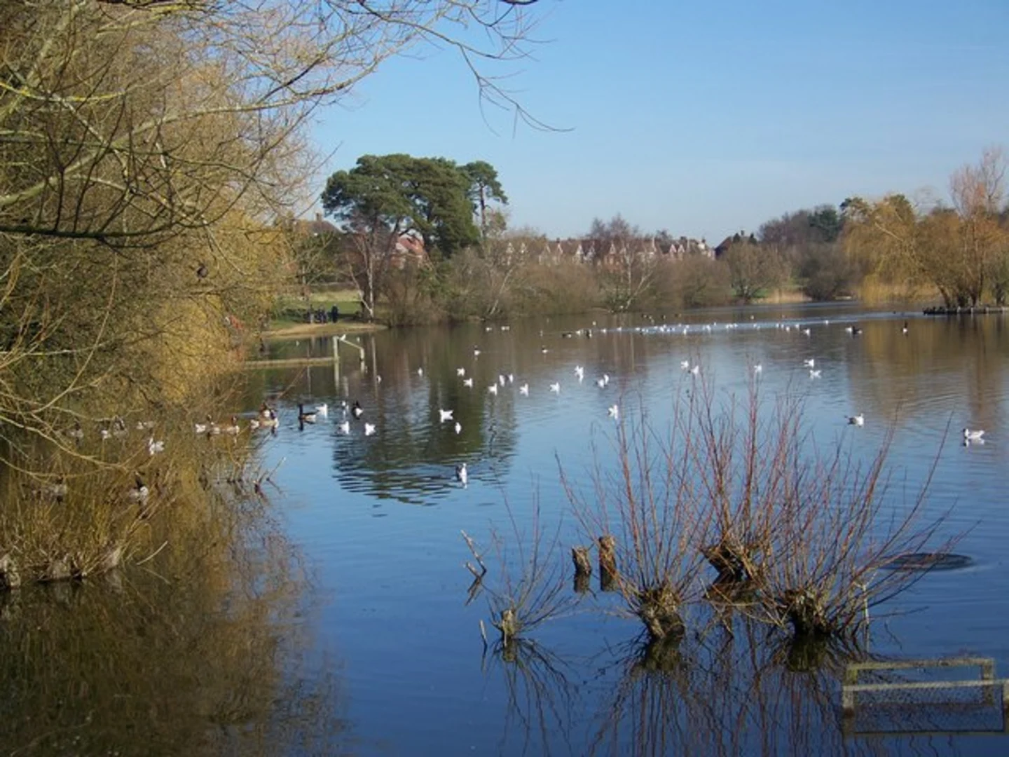 An image depicting the trail Heath Pond and Petersfield Heath Loop and its surrounding area.