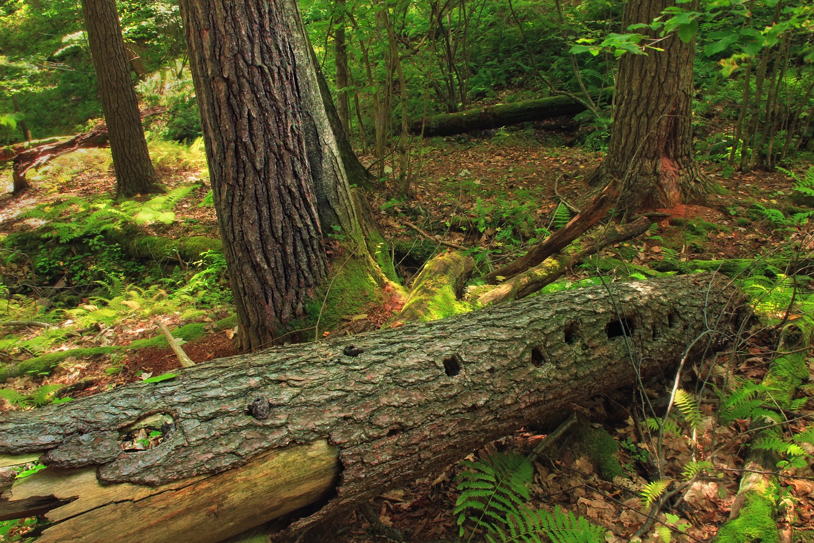 An image depicting the trail Upper Castanea Reservoir and West Kammerdiner Run Loop and its surrounding area.