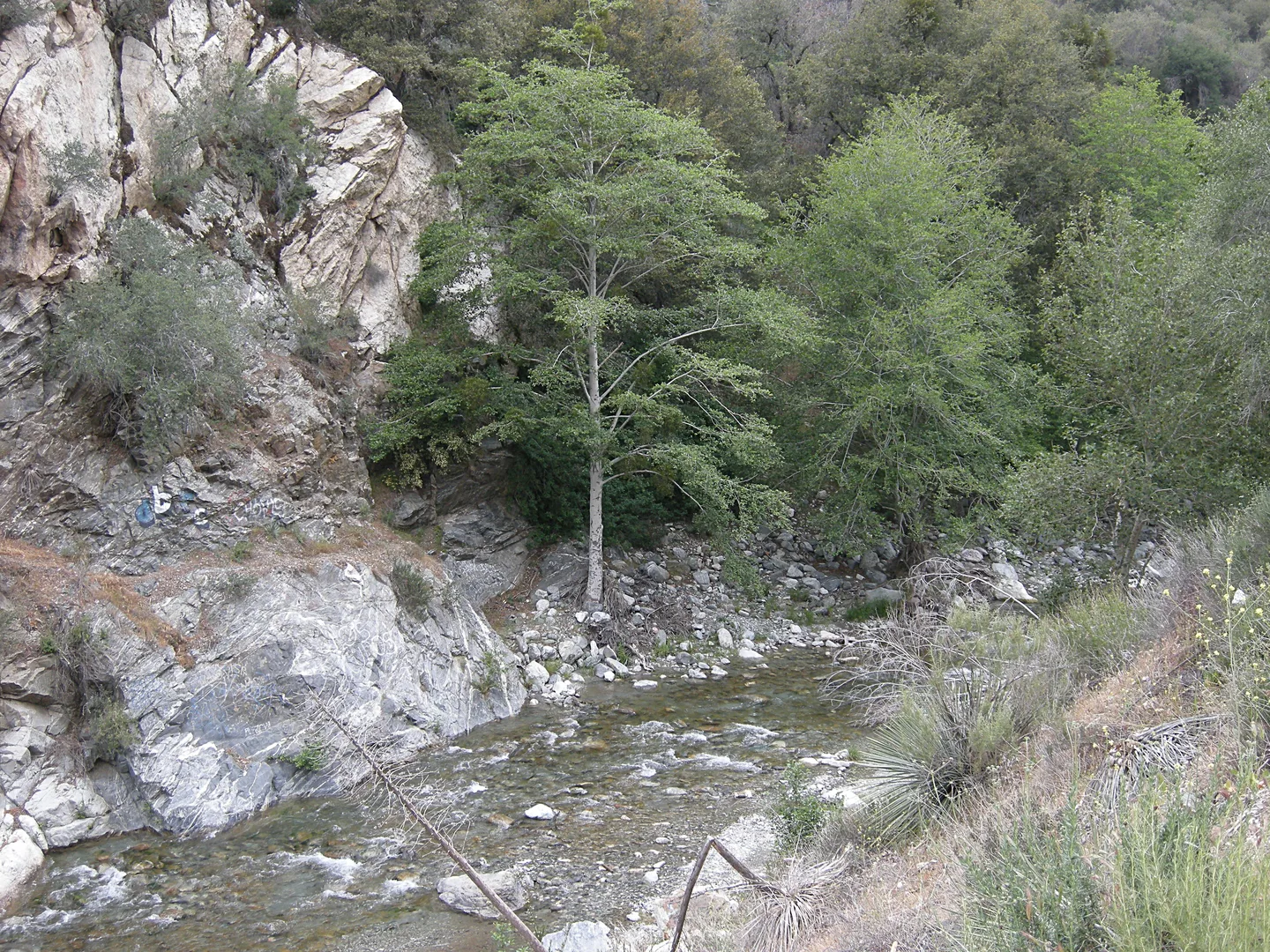An image depicting the trail East Fork New River Trail and its surrounding area.