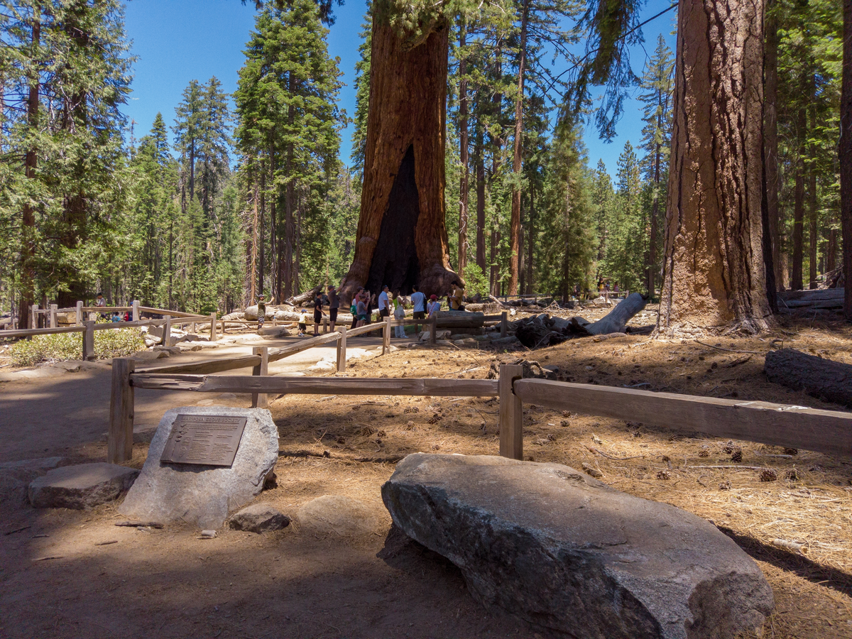Grizzly Giant Loop Trail