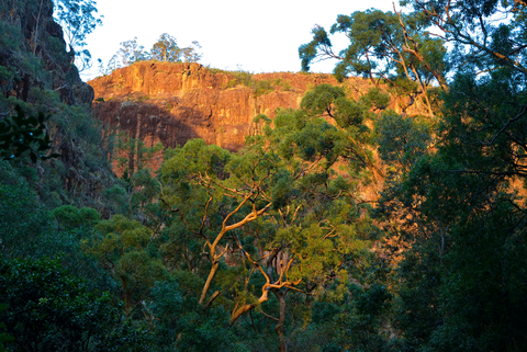 Waa Gorge Walking Track