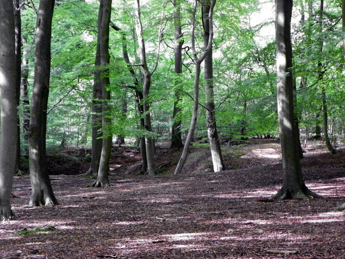 An image depicting the trail Great Hill, Lambridge Wood and Famous Copse Loop and its surrounding area.