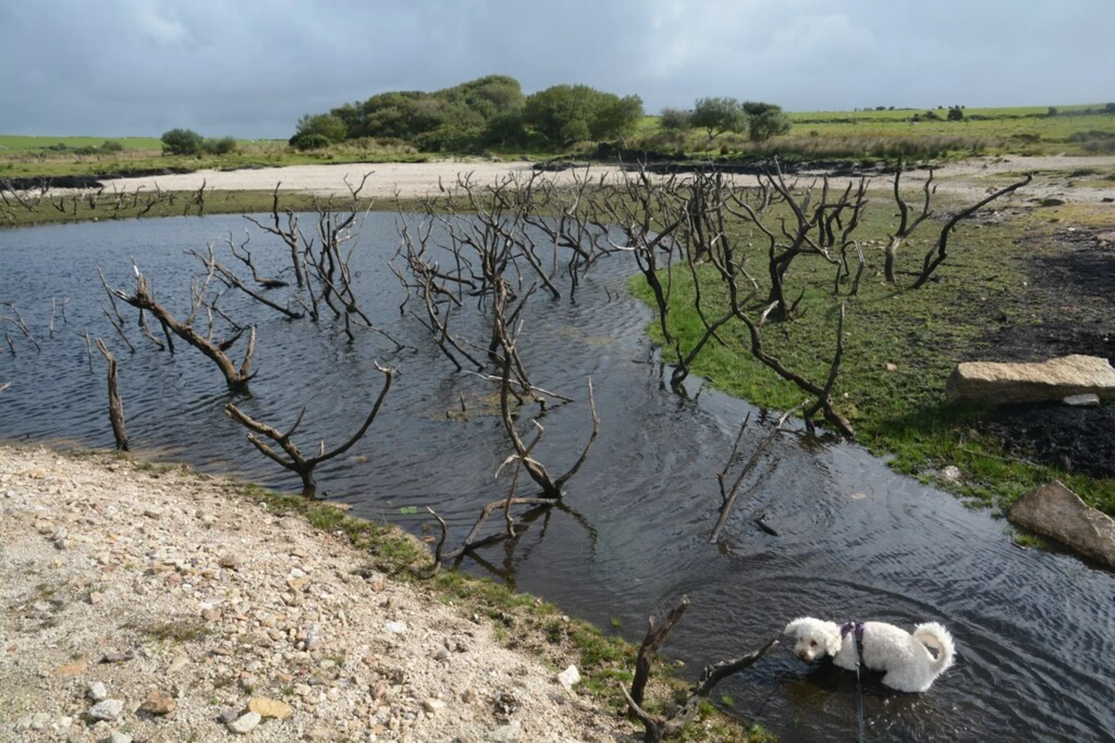 An image depicting the trail Colliford Lake Walk and its surrounding area.