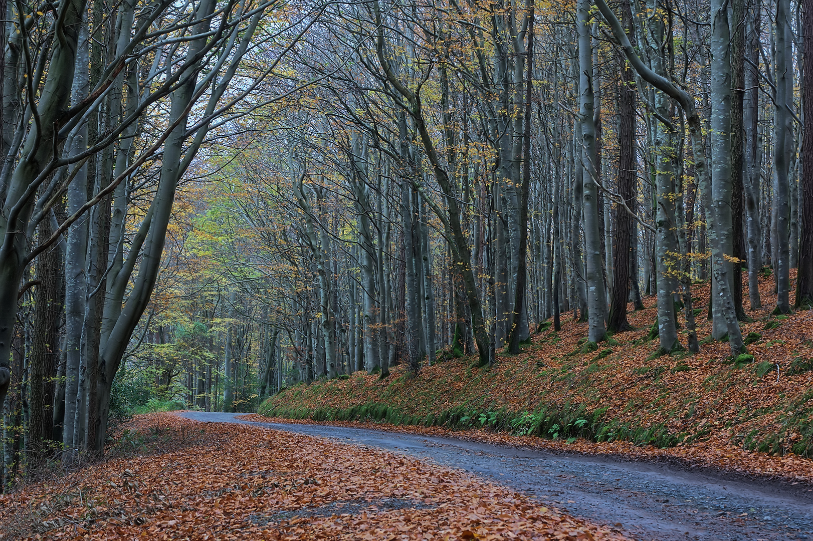 An image depicting the trail Devil's Glen Wood Loop and its surrounding area.