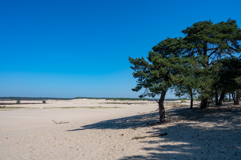 Kraanvensche Heide and De Loone En Drunense Duinen Loop
