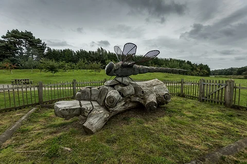 Delamere Forest and Blakemere Moss Loop
