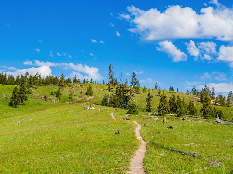 An image depicting the trail Yellowstone Lake Overlook Trail and its surrounding area.