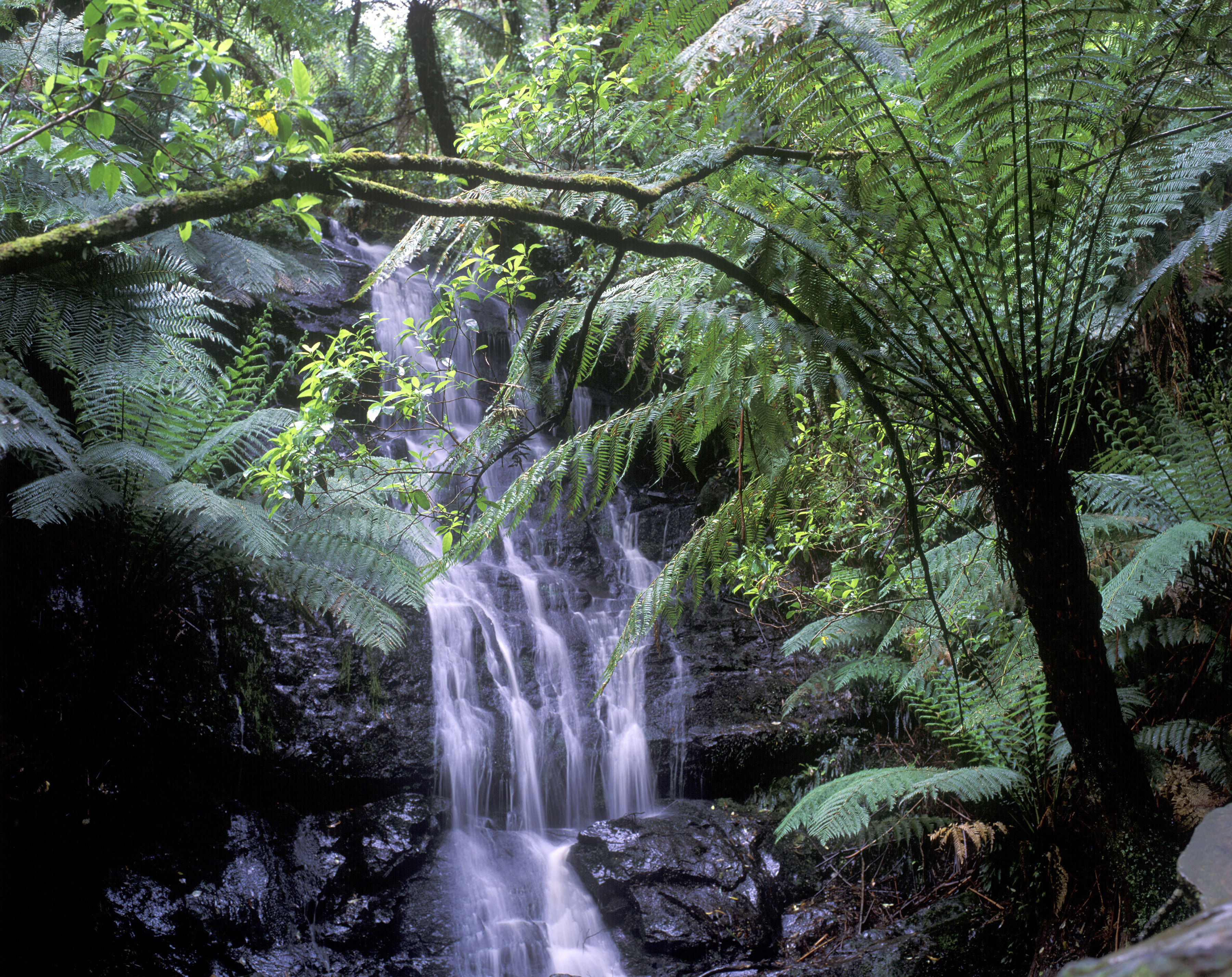 An image depicting the trail Tarra-Bulga National Park and its surrounding area.