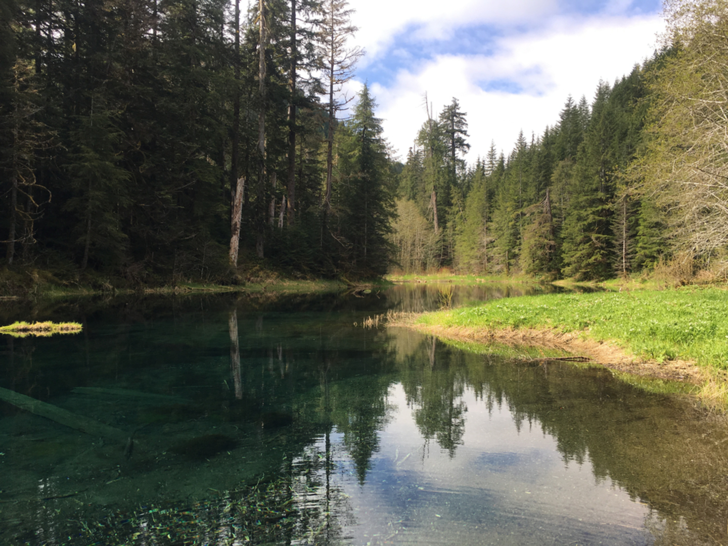 An image depicting the trail Church Creek Trail via Satsop Lake and its surrounding area.