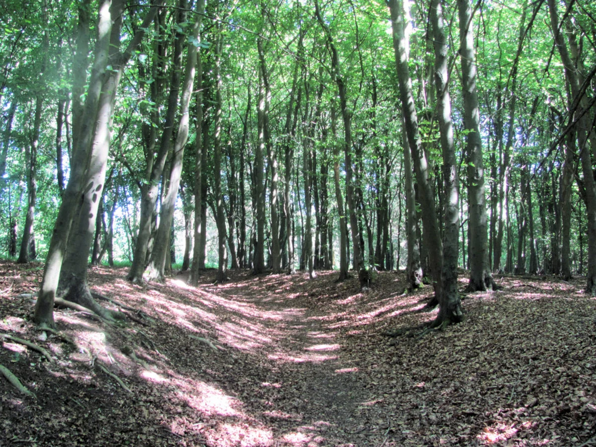 Wendover Wood and Firecrest Trail