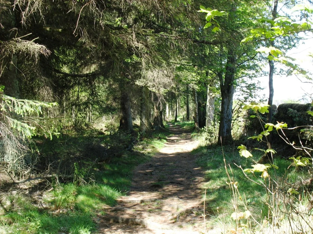 Heddon on the Wall to Chollerford Walk