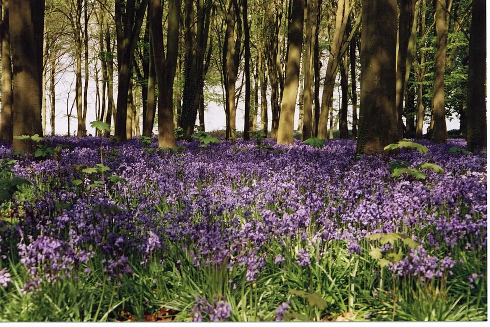 An image depicting the trail Badbury Hill - Great Barn at Great Coxwell and its surrounding area.