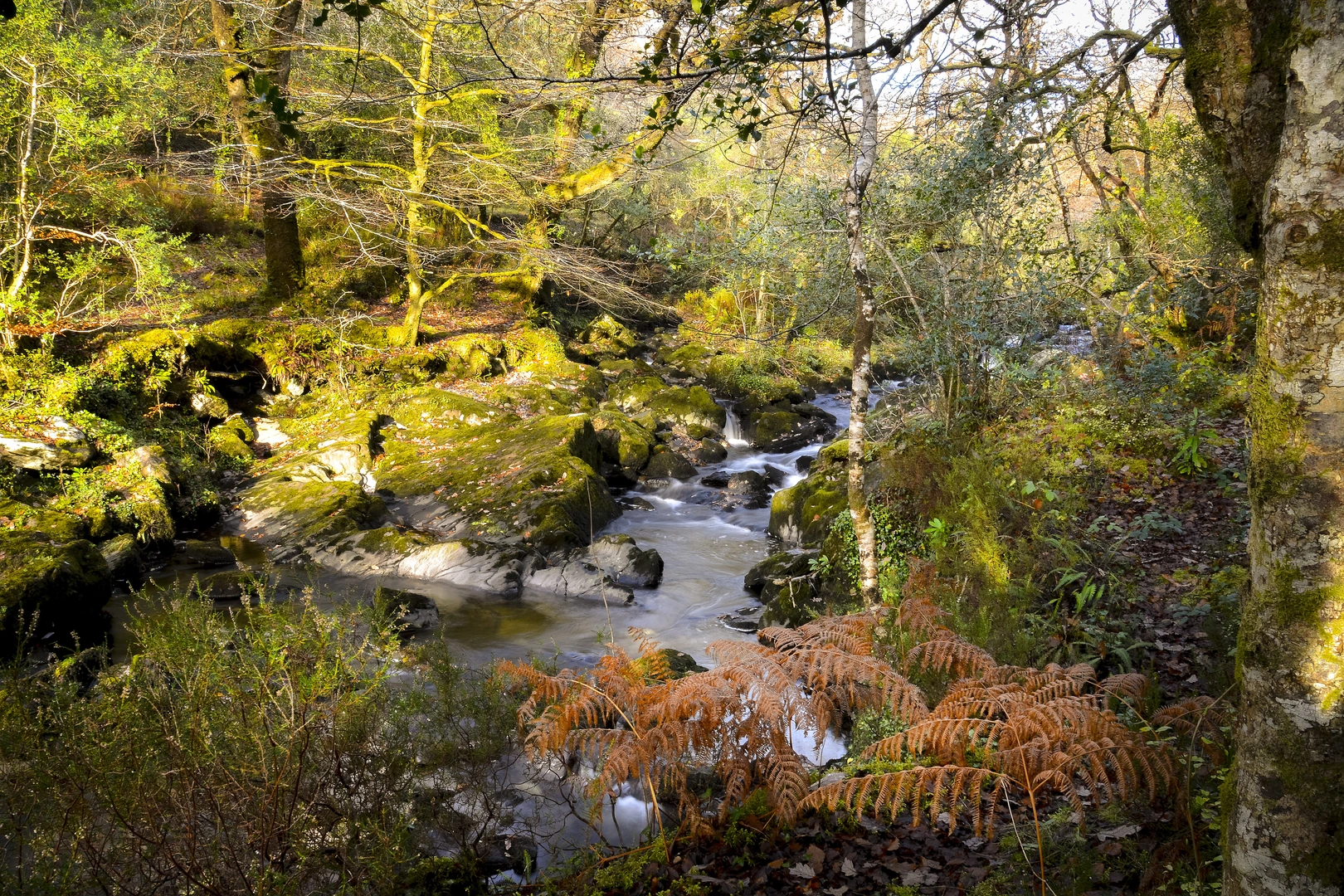An image depicting the trail Glengarriff Wood Loop and its surrounding area.