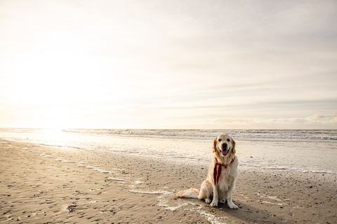 Duinen Ameland, Hollumerbosch and Ballumerbosch Loop