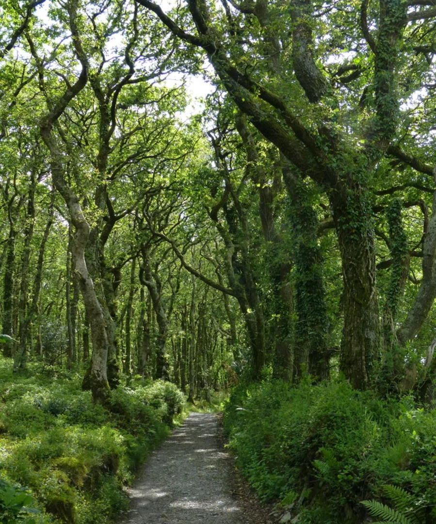 An image depicting the trail Pengelli Wood and its surrounding area.