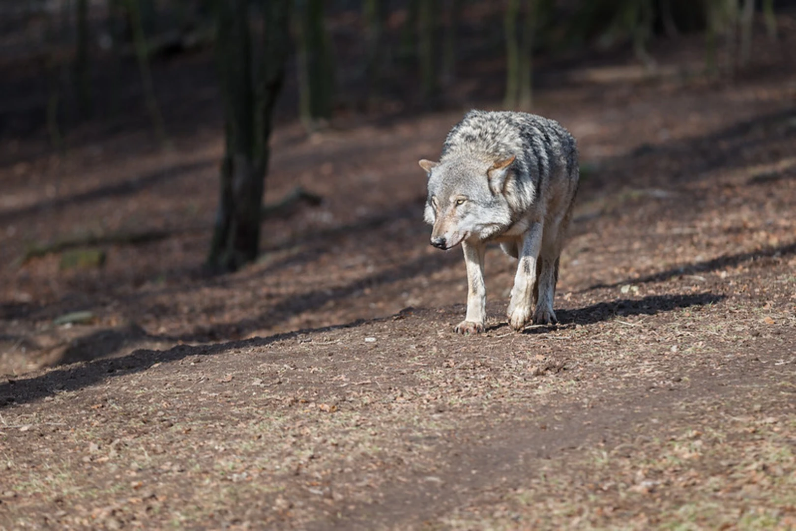 An image depicting the trail Wildpark Neuhaus and Uslarer Weg and its surrounding area.