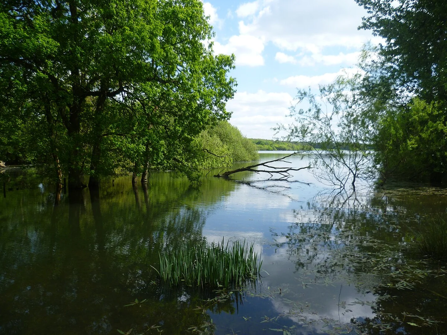 An image depicting the trail Bough Beech Reservoir Loop and its surrounding area.