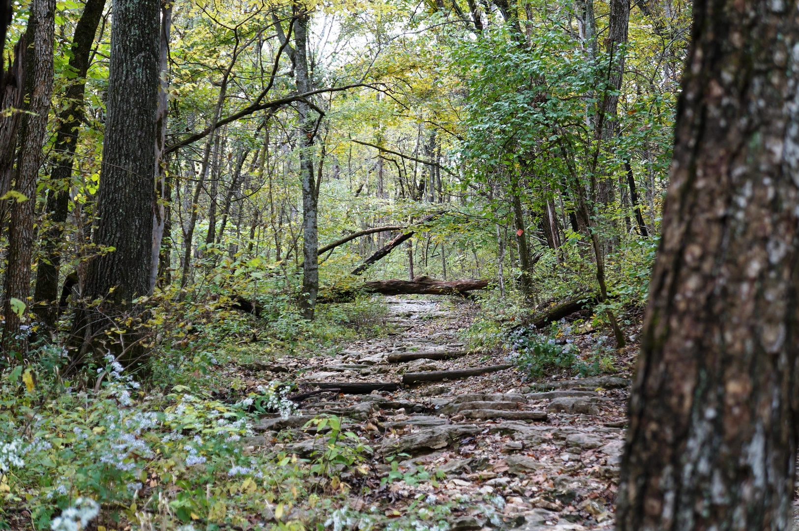 An image depicting the trail High Ridge Loop Trail and its surrounding area.