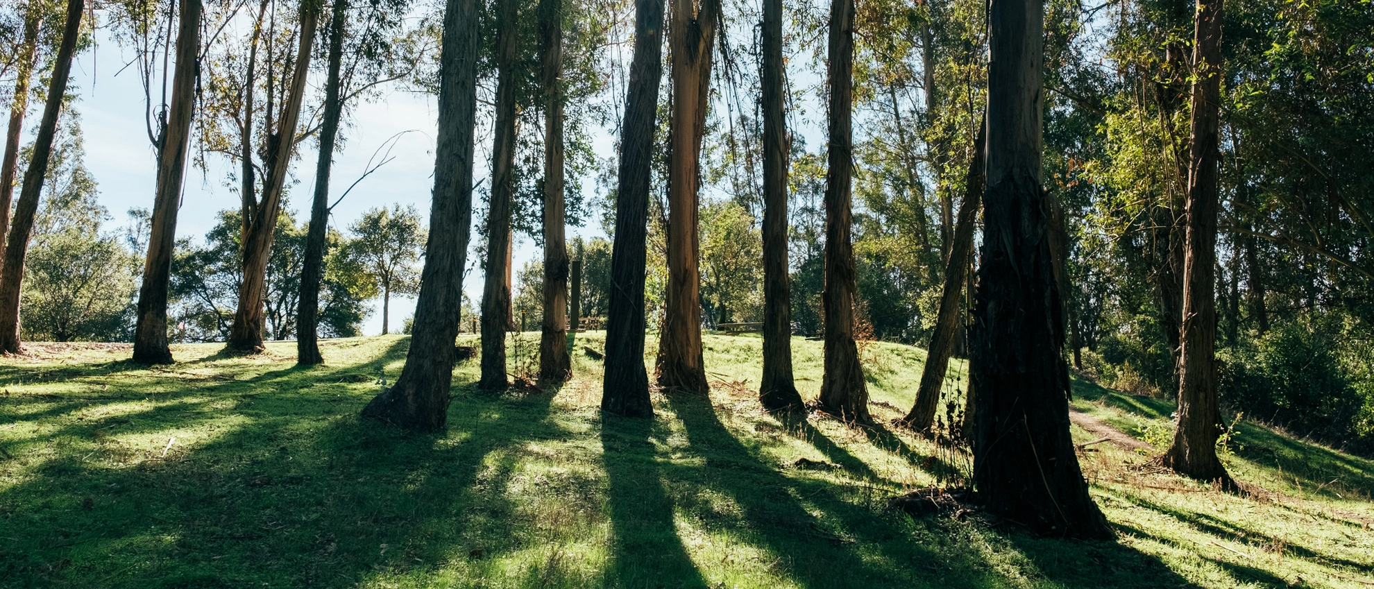 An image depicting the trail Goldenrod Trail and its surrounding area.