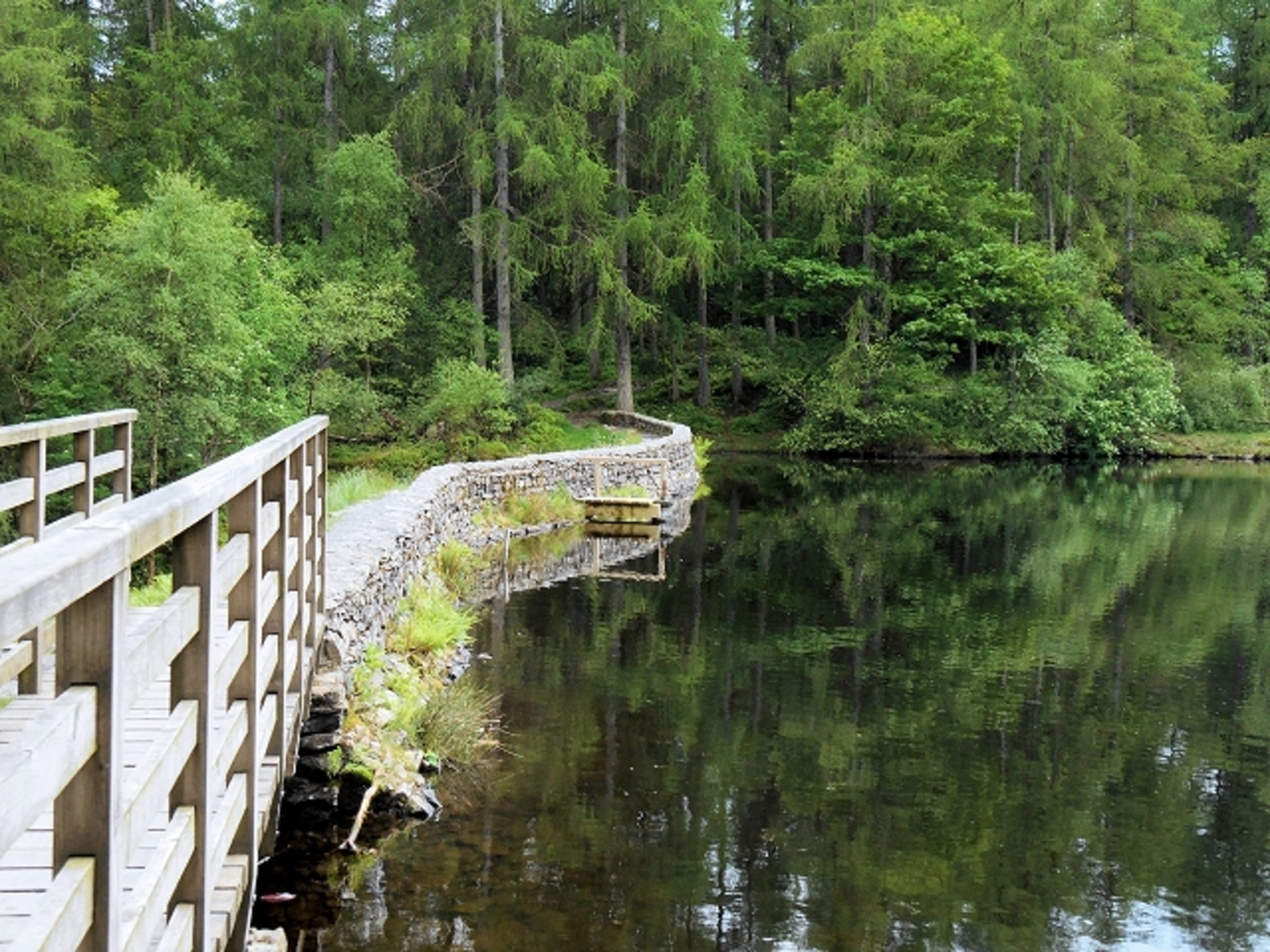 An image depicting the trail Bell Intake, Boretree Tarn and Finsthwaite Heights Loop and its surrounding area.