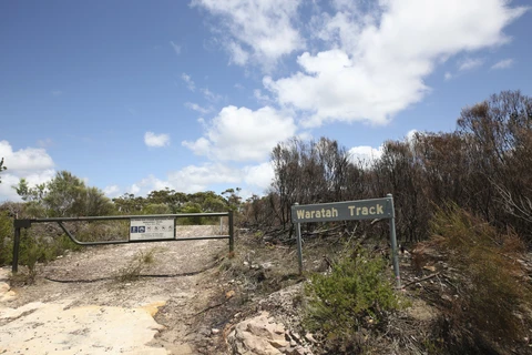 Waratah Track