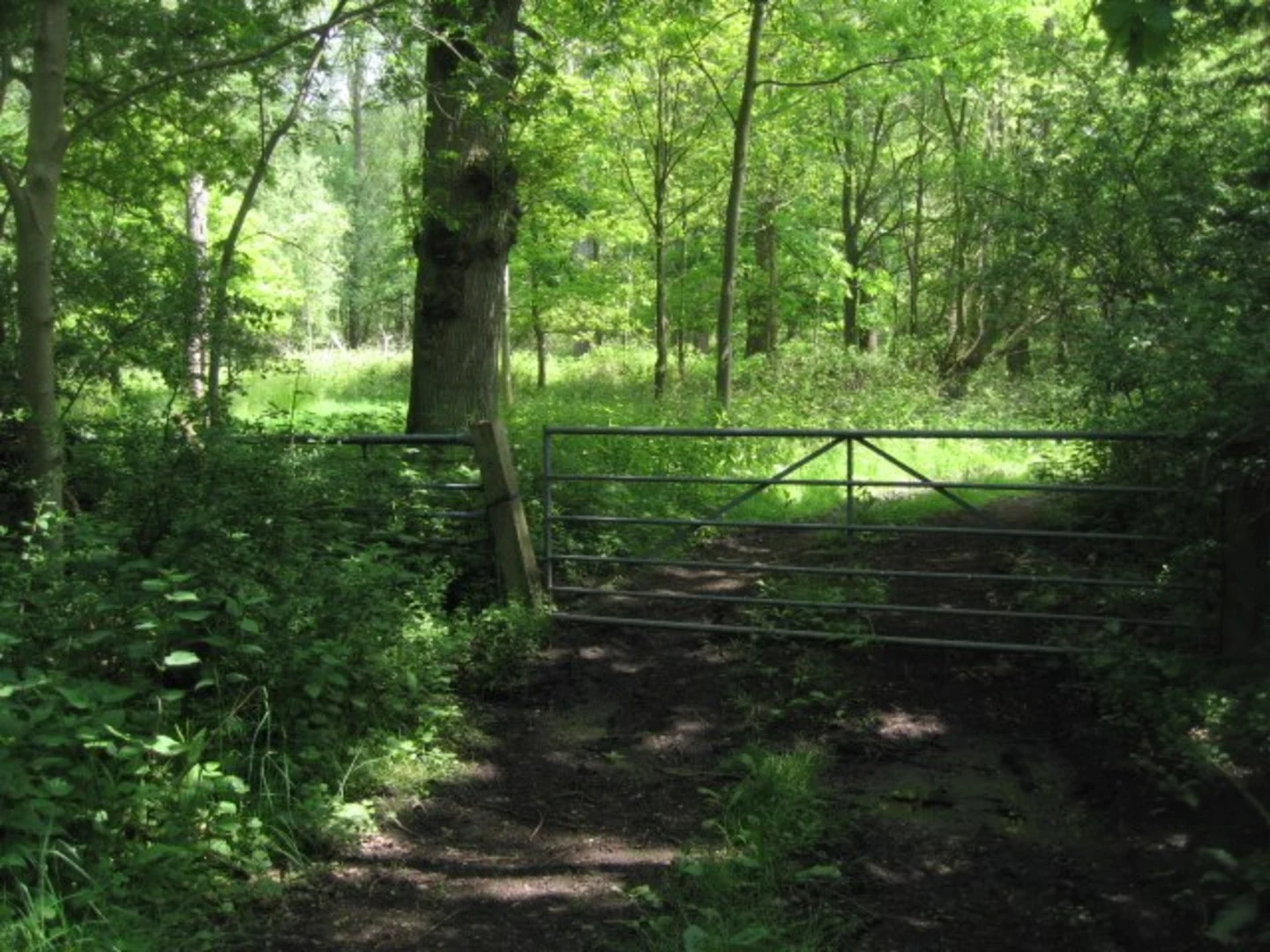 An image depicting the trail Beech Hill Coverts and its surrounding area.