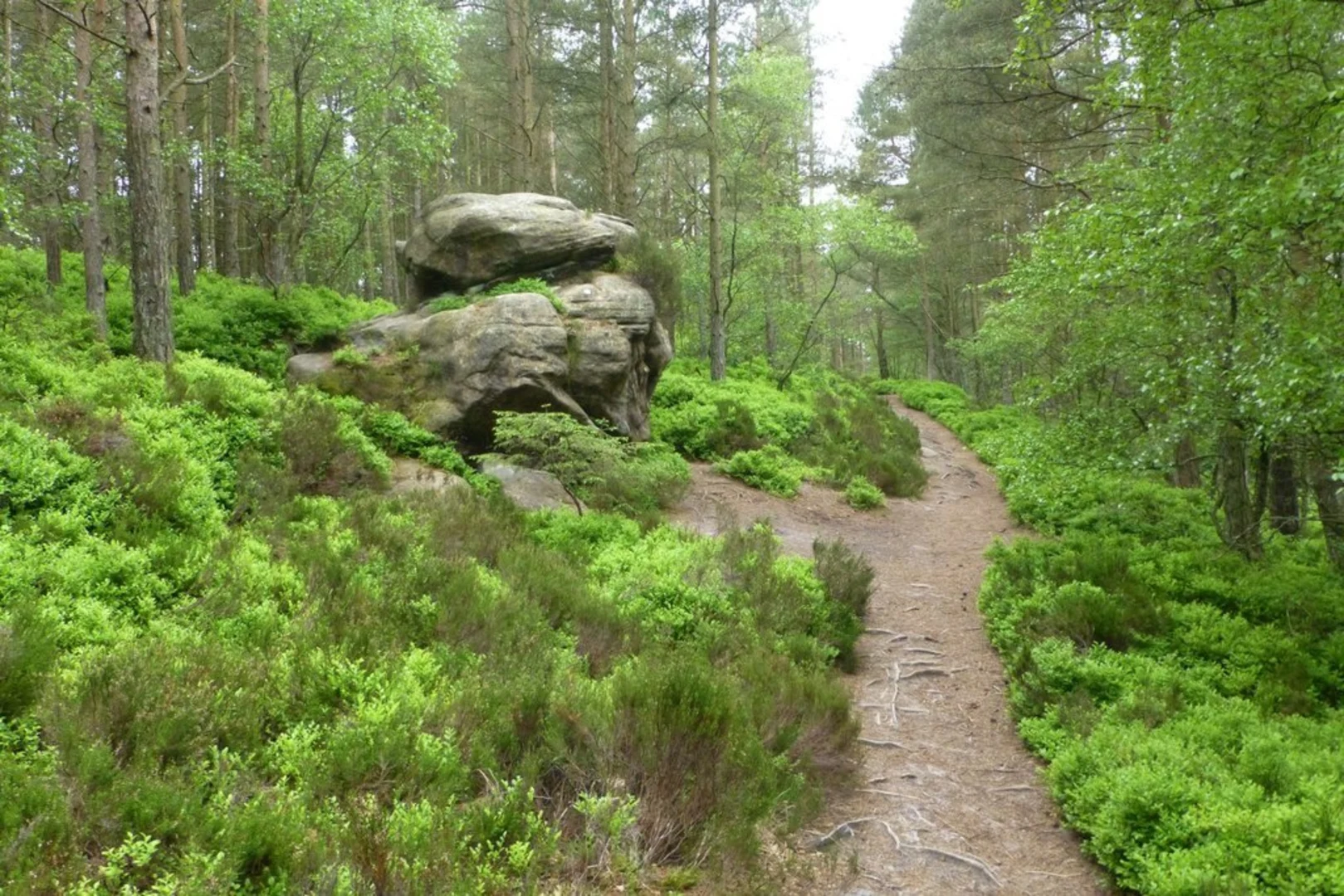 An image depicting the trail Thrunton Woods and its surrounding area.
