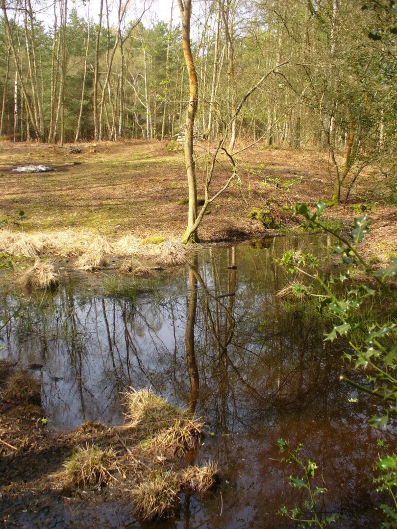 An image depicting the trail Large Enton Lake and Upper Enton Lake Loop and its surrounding area.