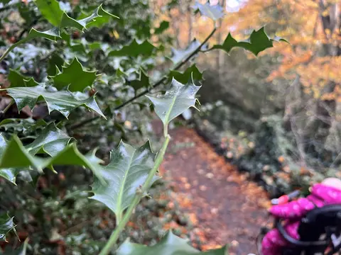An image depicting the trail St Catherines Woodland Walk and its surrounding area.