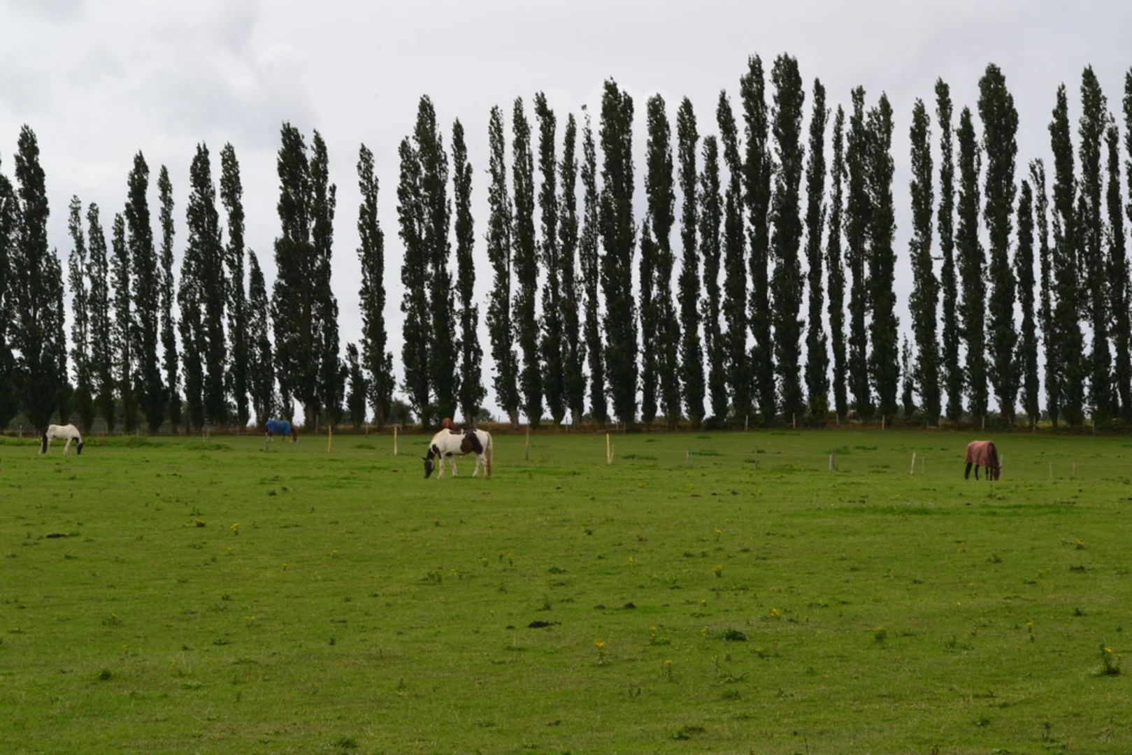 An image depicting the trail Heathfield Shaw and Crockenhill Loop and its surrounding area.