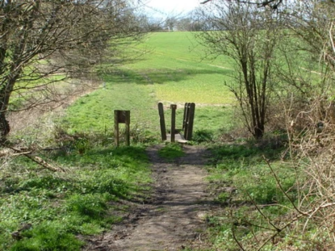 An image depicting the trail Hillhouse Wood and Essex Way and its surrounding area.