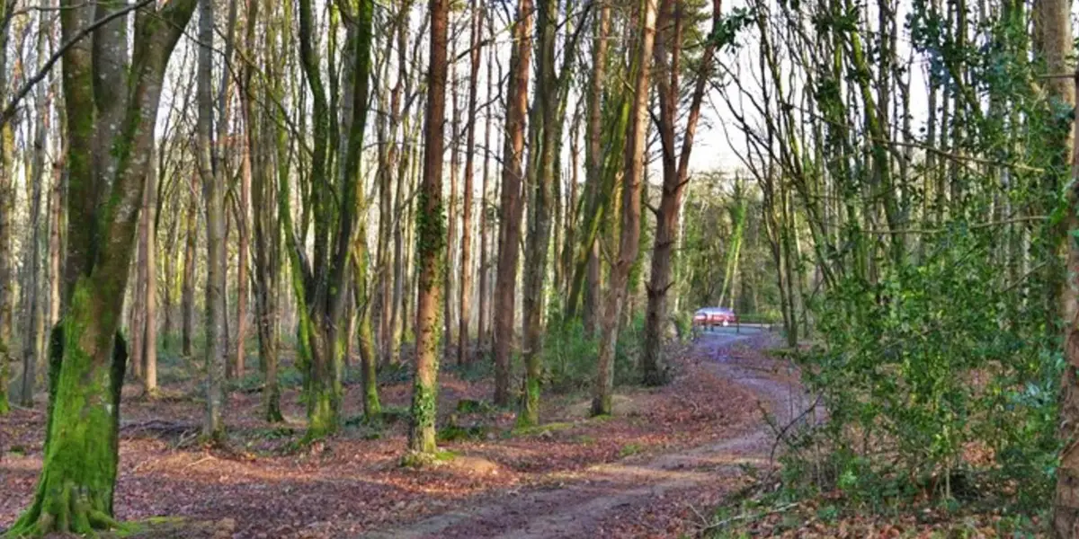 Minwear - Canaston Woods