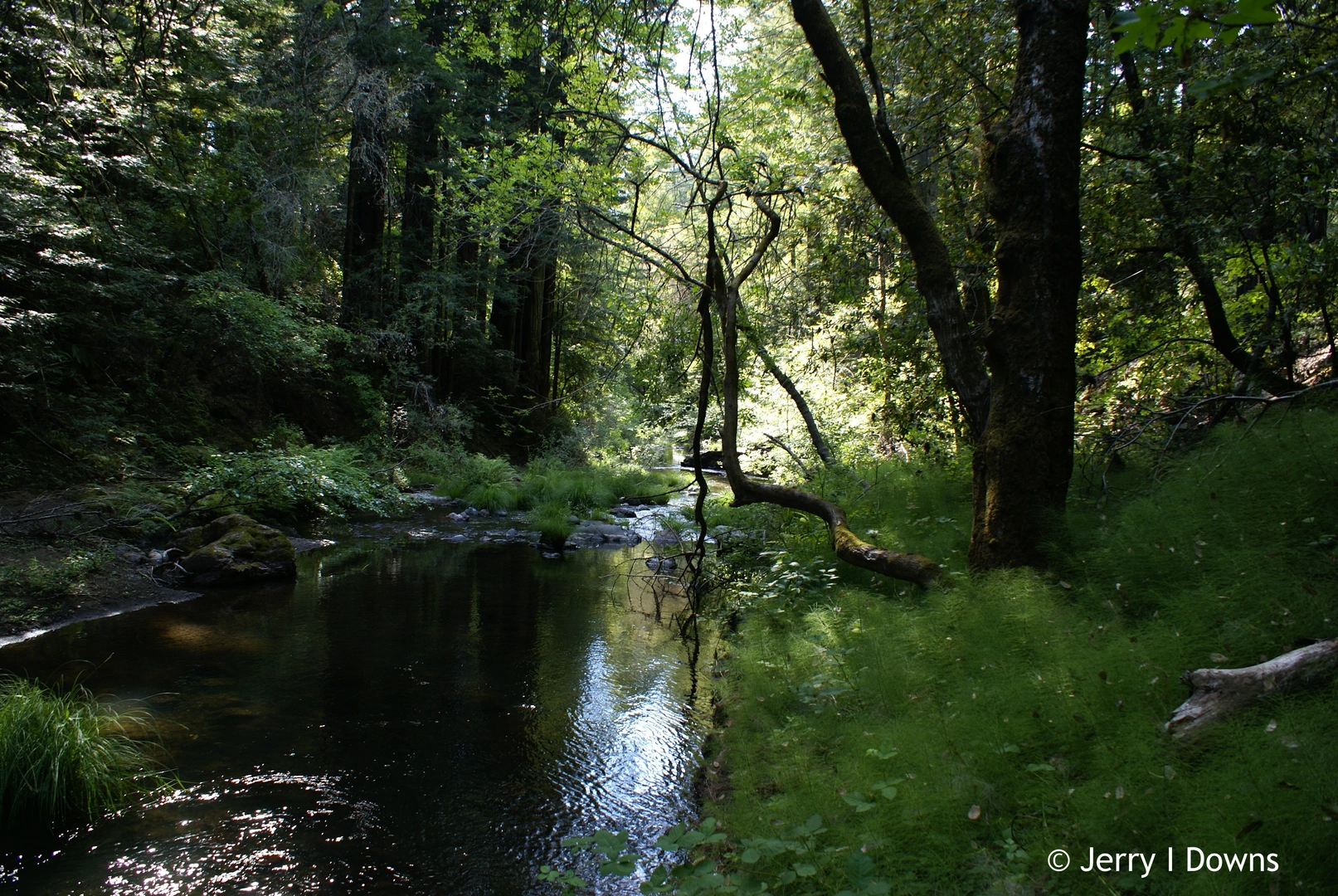 An image depicting the trail Lagunitas Creek via Cross Marin Trail and its surrounding area.