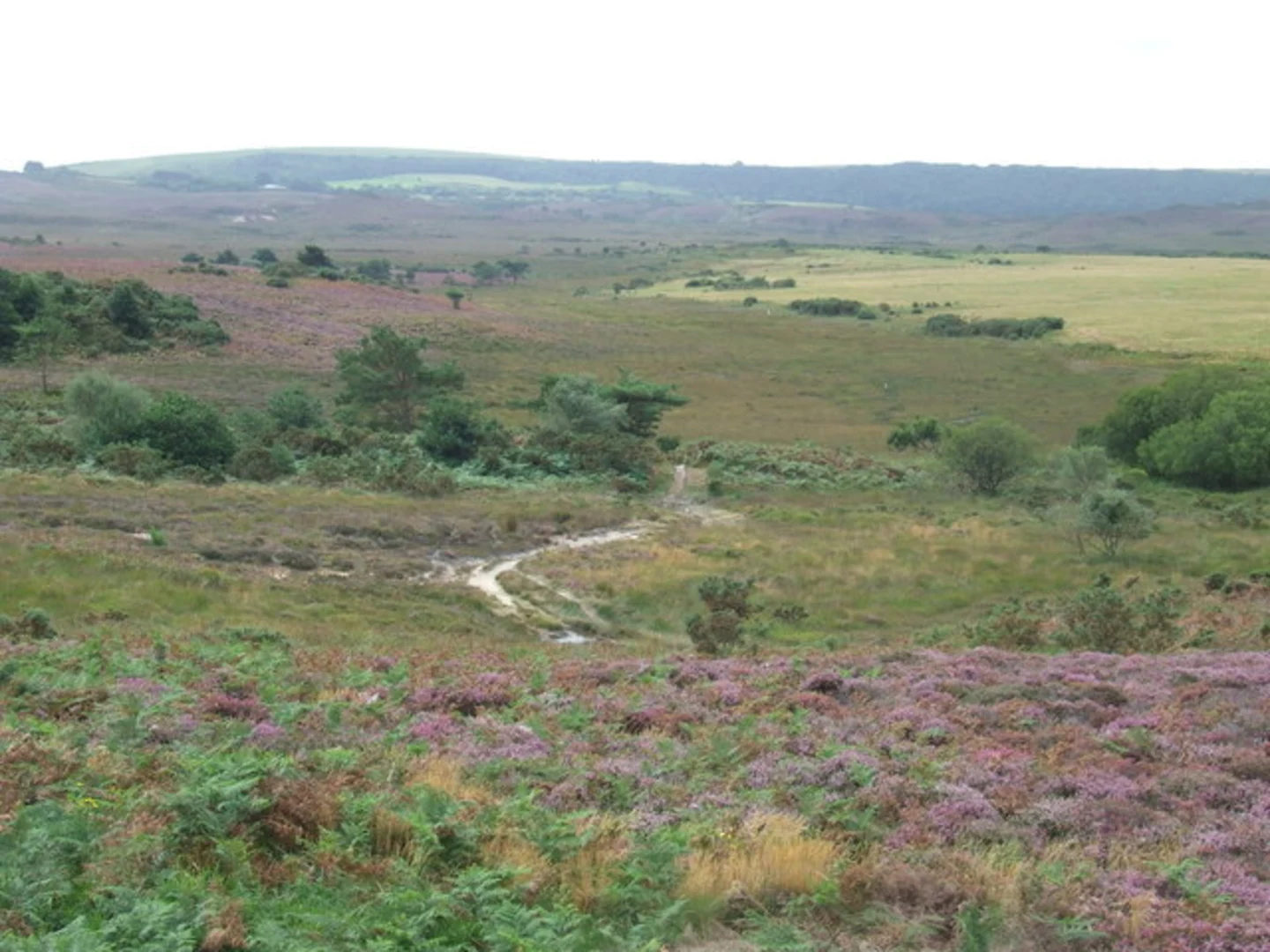 An image depicting the trail Studland Heath Nature Reserve Loop and its surrounding area.