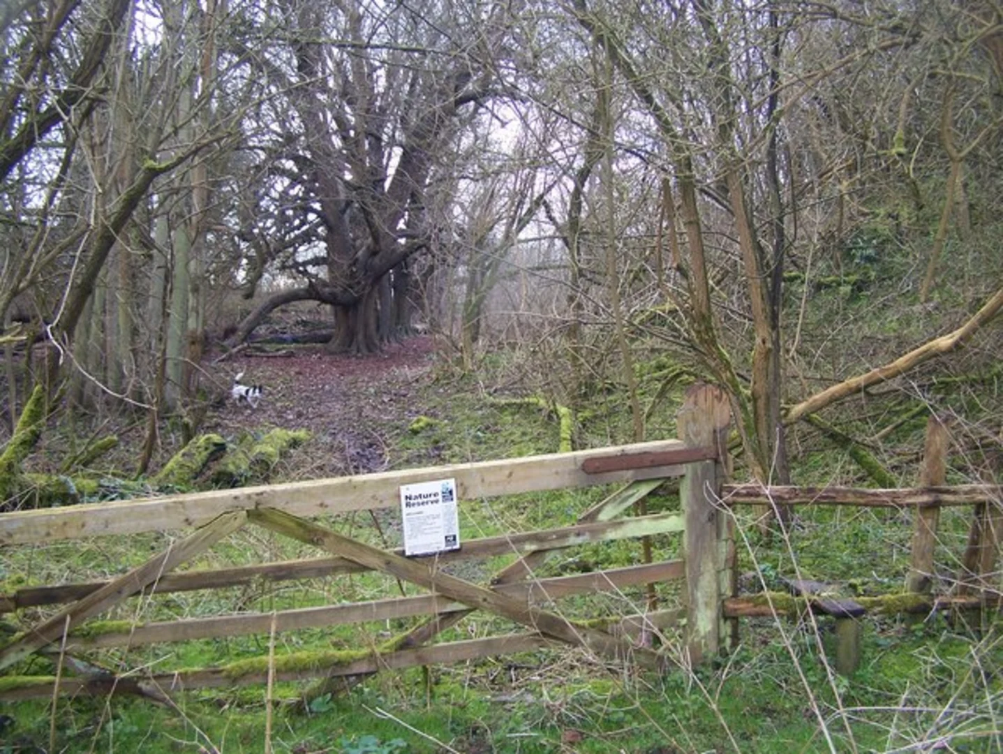 An image depicting the trail Bisham Woods, Quarry Wood and High Wood Loop and its surrounding area.