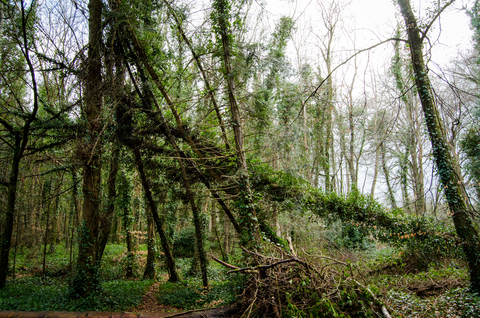 Donadea Forest Park - Alymer Walk