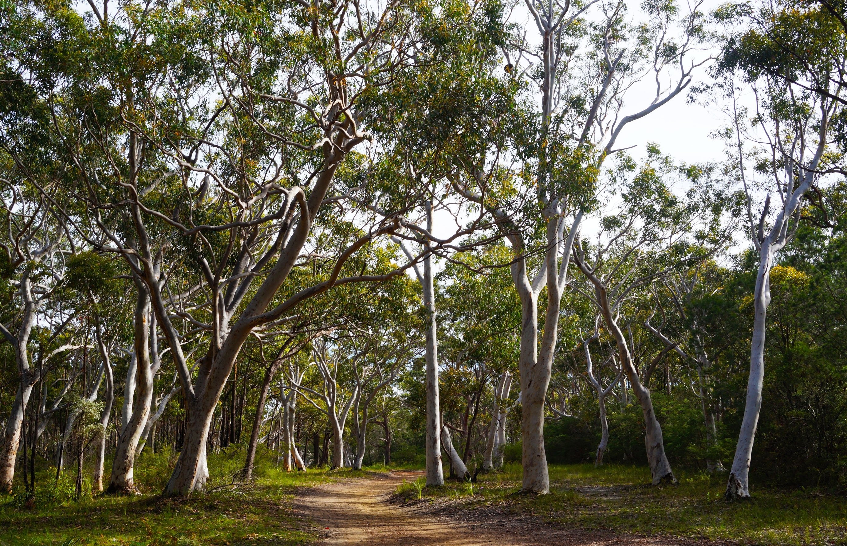 An image depicting the trail Conjola National Park and its surrounding area.