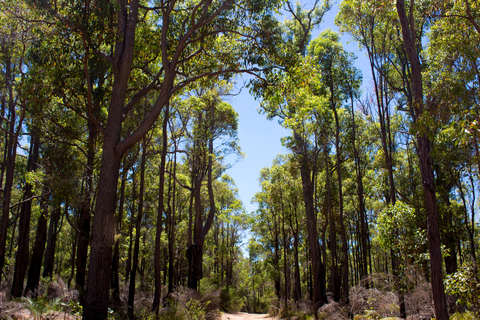 Blackwood River Track