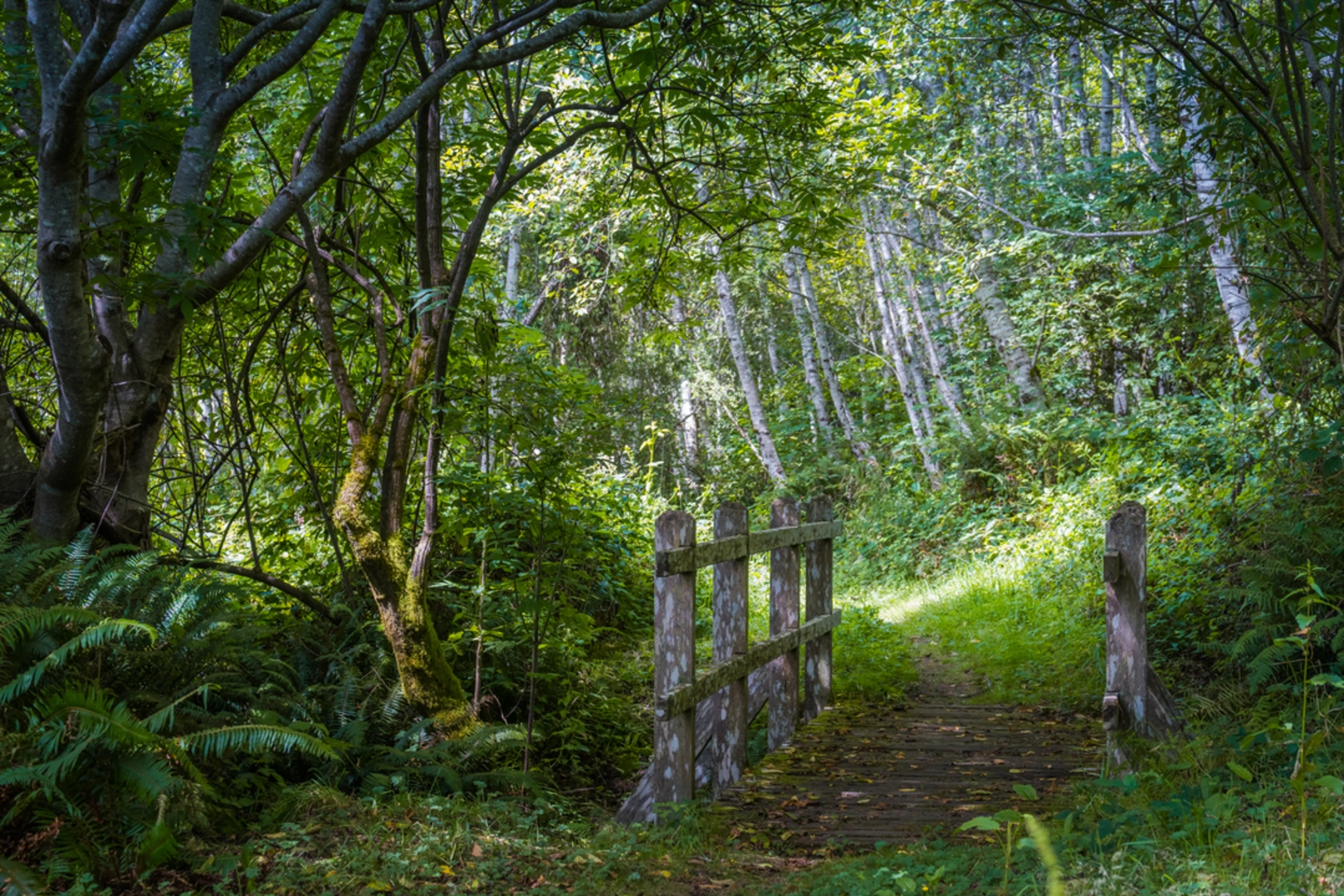 An image depicting the trail Crescent Beach Trail and its surrounding area.